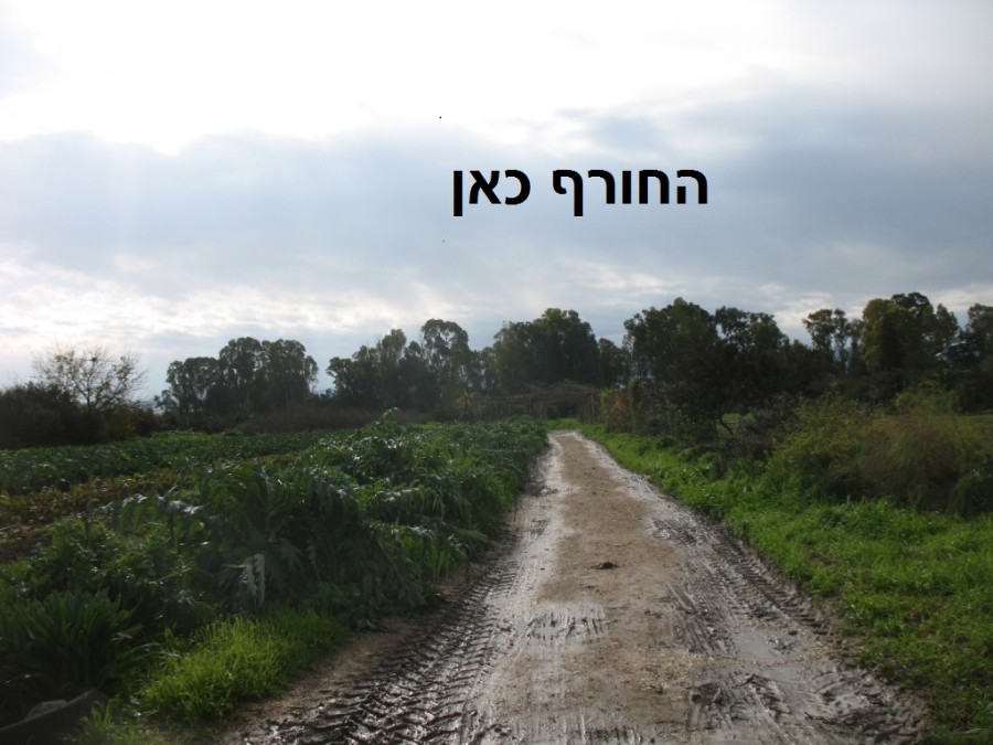 בוקר חורפי- הדרך לשדה 10.1.2013 010