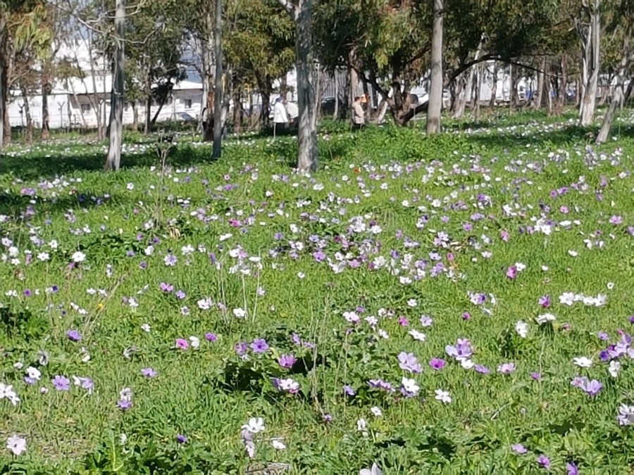 כלניות במנחת מגידו.רפי