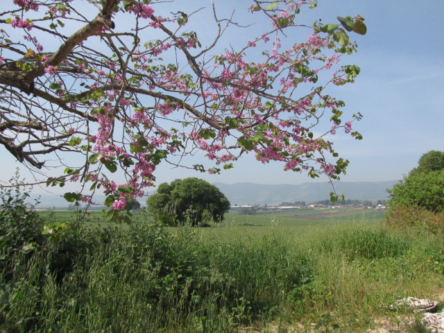 בכפר יהושע 2013 002