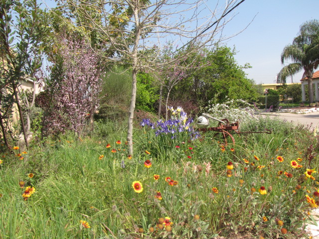 בכפר יהושע 2013 013