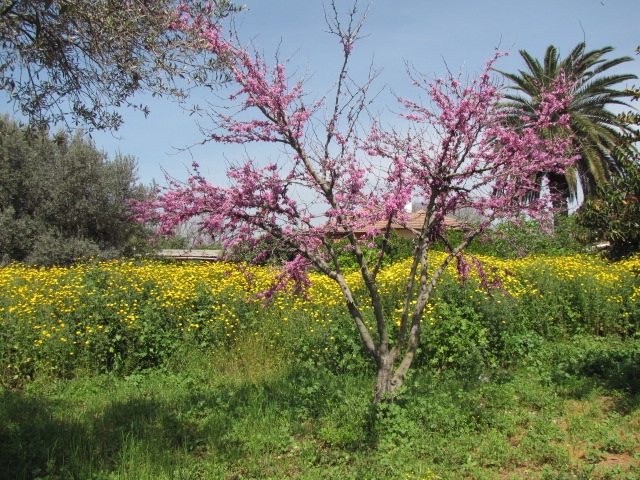 בכפר יהושע 2013 140