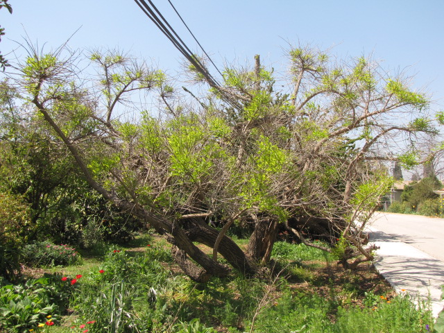 בכפר יהושע 2013 144