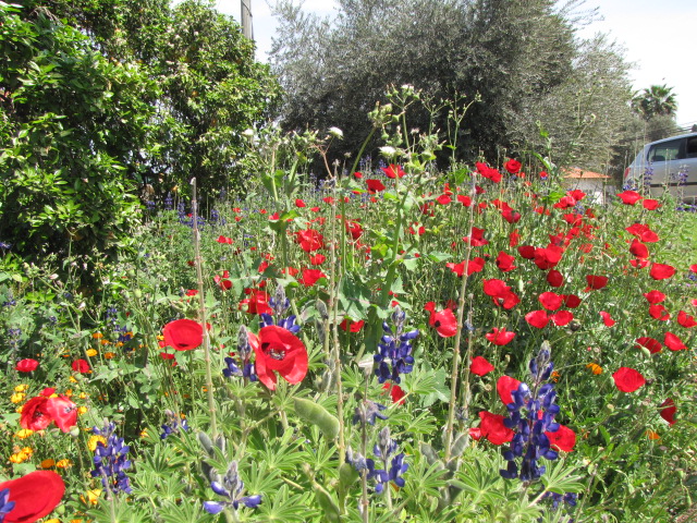 בכפר יהושע 2013 118