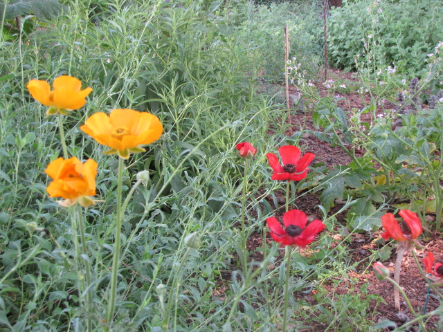 בכפר יהושע 2013 105