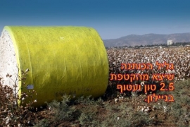 כותנה 2015(51 תמונות)