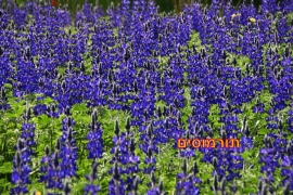 פריחות באביב -רפי יריב(20 תמונות)