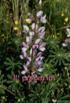בתרונות רוחמה- רפי יריב(16 תמונות)