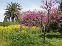 כפר יהושע(38 תמונות)
