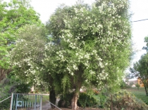 סוף אביב בכפר(17 תמונות)