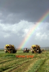 חג אסיף- רפי יריב(31 תמונות)